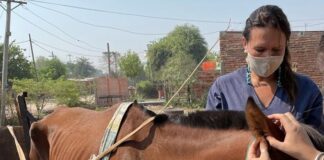 EN CONJUNTO CON CONICET Y EL INTA RAFAELA Un estudio en la UNNE permitió la primera detección y caracterización molecular para Argentina, de parásitos de relevancia en equinos