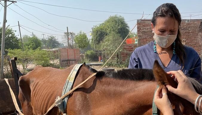 EN CONJUNTO CON CONICET Y EL INTA RAFAELA Un estudio en la UNNE permitió la primera detección y caracterización molecular para Argentina, de parásitos de relevancia en equinos