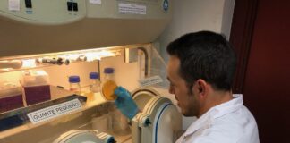 COOPERACIÓN INTERNACIONAL Investigan el potencial de bacterias lácticas para su empleo en alimentos funcionales