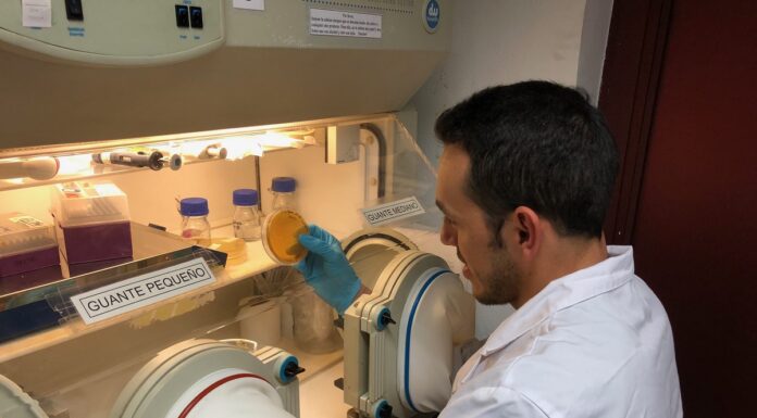 COOPERACIÓN INTERNACIONAL Investigan el potencial de bacterias lácticas para su empleo en alimentos funcionales