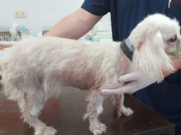 Corroboran eficacia de método alternativo para estadificar leishmaniosis visceral canina