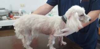 Corroboran eficacia de método alternativo para estadificar leishmaniosis visceral canina