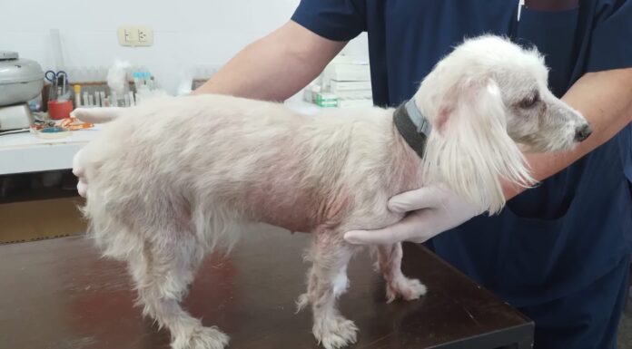 Corroboran eficacia de método alternativo para estadificar leishmaniosis visceral canina