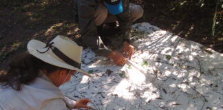 Ajustan metodología para optimizar análisis de datos en estudios ecológicos