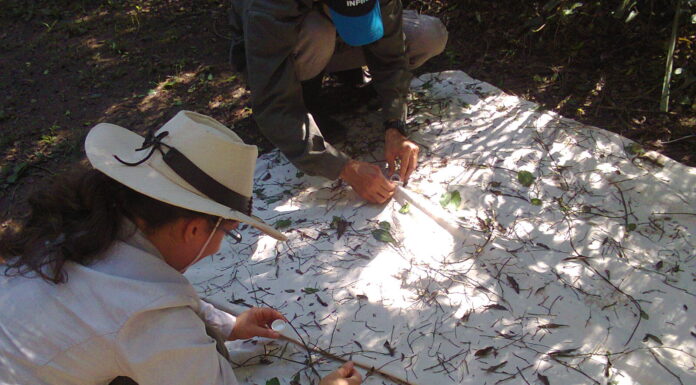 Ajustan metodología para optimizar análisis de datos en estudios ecológicos