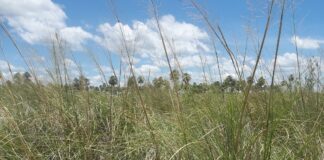 Con miras a la conservación, investigan efecto de los cambios climáticos del Cuaternario sobre la distribución de pastizales