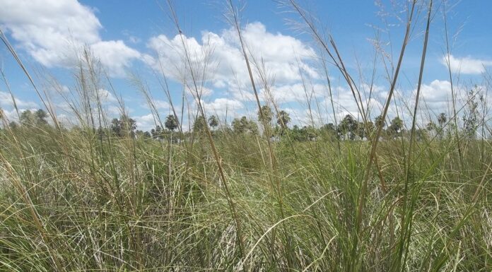Con miras a la conservación, investigan efecto de los cambios climáticos del Cuaternario sobre la distribución de pastizales