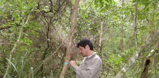 Con inventario de especies, profundizan conocimiento de la fauna de hormigas del Chaco Húmedo