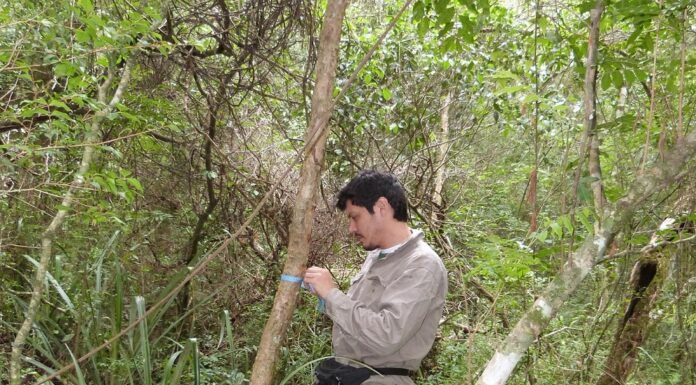 Con inventario de especies, profundizan conocimiento de la fauna de hormigas del Chaco Húmedo