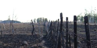 Incendios de principios de año afectaron las propiedades de los suelos en sistemas naturales y forestales