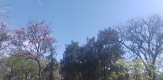 Analizarán el polen presente en el aire en las ciudades de Corrientes y Resistencia y su posible relación con alergias