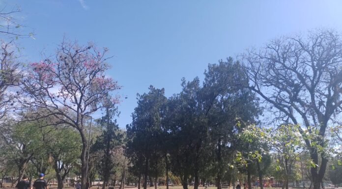 Analizarán el polen presente en el aire en las ciudades de Corrientes y Resistencia y su posible relación con alergias