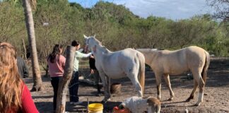 CIENCIA UNNE Buscan ampliar conocimiento de ectoparásitos de animales domésticos en Corrientes
