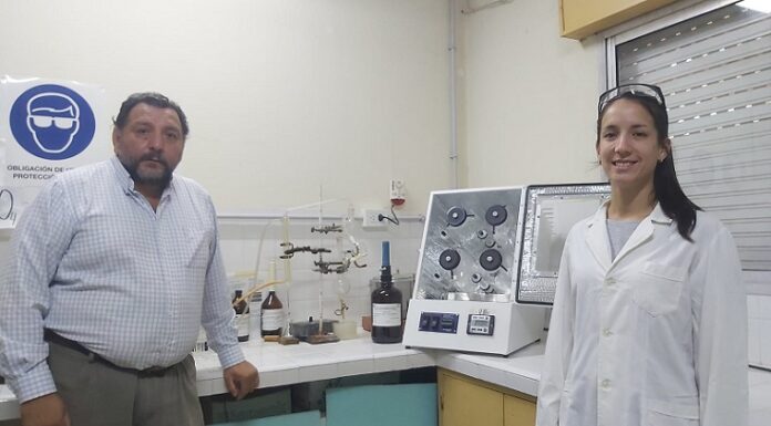 Ciencia y Tecnología Evalúan riqueza nutritiva de un pasto de origen africano que se adaptó a la región del NEA