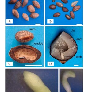 Figura del interior del fruto de Butia Yatay