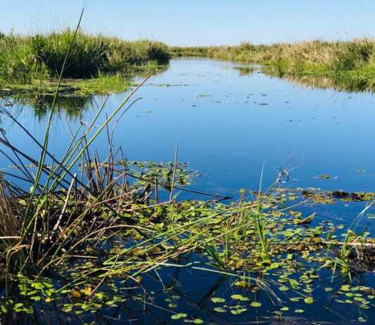 Caracterizan la composición del fitoplancton del Iberá en periodos de sequía e inundación