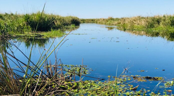 INDICADORES AMBIENTALES Caracterizan la composición del fitoplancton del Iberá en periodos de sequía e inundación