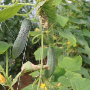 Fitosanitario1-FCAUNNE