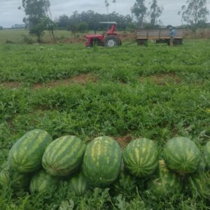 Fitosanitario2-FCAUNNE