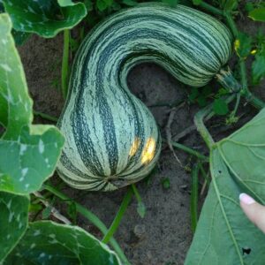 Fitosanitario3-FCAUNNE