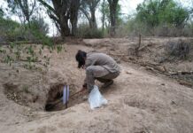 Identifican el rol de las madrigueras como sitios de reproducción y descanso de insectos flebótomos en zonas semiáridas