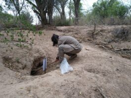 Identifican el rol de las madrigueras como sitios de reproducción y descanso de insectos flebótomos en zonas semiáridas