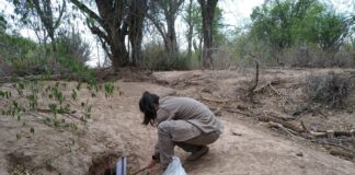 ESTUDIO DE IMPACTO INTERNACIONAL Identifican el rol de las madrigueras como sitios de reproducción y descanso de insectos flebótomos en zonas semiáridas