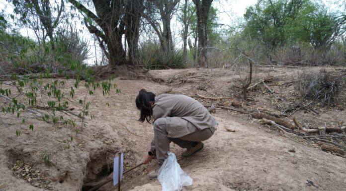 ESTUDIO DE IMPACTO INTERNACIONAL Identifican el rol de las madrigueras como sitios de reproducción y descanso de insectos flebótomos en zonas semiáridas