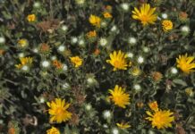 ENTREVISTA EN RADIO UNNE A TITULAR DEL EQUIPO DE INVESTIGACIÓN Utilizan extractos de plantas nativas para desarrollar el primer tratamiento contra el dengue