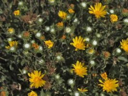 Utilizan extractos de plantas nativas para desarrollar el primer tratamiento contra el dengue