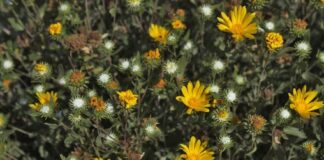 ENTREVISTA EN RADIO UNNE A TITULAR DEL EQUIPO DE INVESTIGACIÓN Utilizan extractos de plantas nativas para desarrollar el primer tratamiento contra el dengue