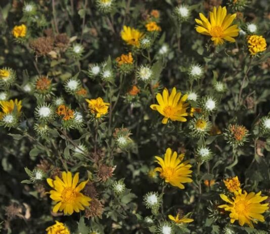 Utilizan extractos de plantas nativas para desarrollar el primer tratamiento contra el dengue