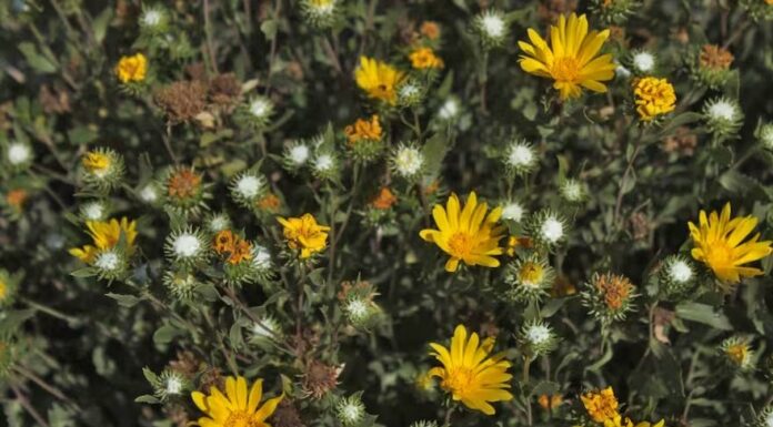 ENTREVISTA EN RADIO UNNE A TITULAR DEL EQUIPO DE INVESTIGACIÓN Utilizan extractos de plantas nativas para desarrollar el primer tratamiento contra el dengue