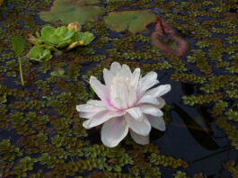 Ajustan procedimiento para el cultivo in vitro de plantas de Irupé