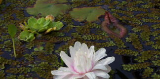 CIENCIAS AGRARIAS Ajustan procedimiento para el cultivo in vitro de plantas de Irupé