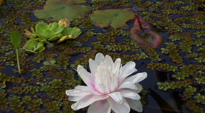CIENCIAS AGRARIAS Ajustan procedimiento para el cultivo in vitro de plantas de Irupé