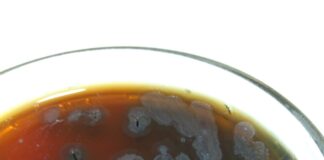 EN EL MARCO DEL III CONGRESO DE MICROBIOLOGÍA VETERINARIA La Facultad de Ciencias Veterinarias lanza el Concurso de Fotografía Microbiológica