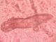 Investigan si los tratamientos para la psoriasis alteran la presencia de un ácaro que vive en la piel