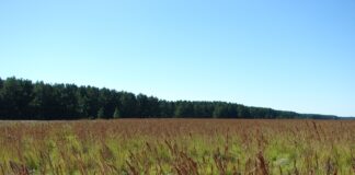 CIENCIA UNNE Estudian cambios en propiedades del suelo en áreas de pastizales reemplazadas por forestaciones