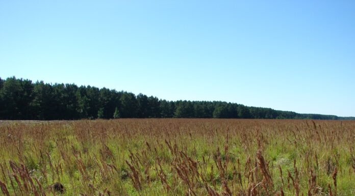 CIENCIA UNNE Estudian cambios en propiedades del suelo en áreas de pastizales reemplazadas por forestaciones