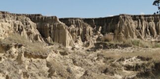 Identifican primer registro fósil de un ave en la formación Toropí/Yupoí