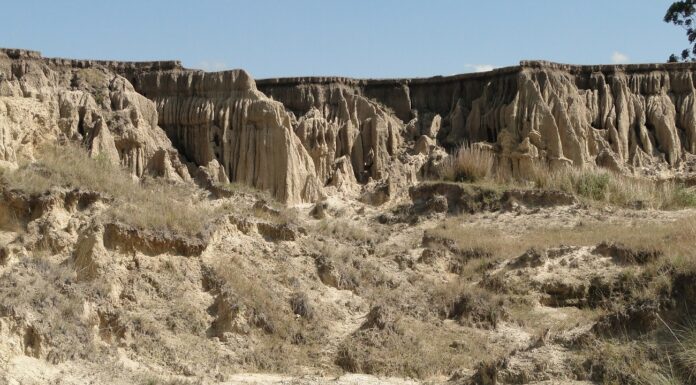 Identifican primer registro fósil de un ave en la formación Toropí/Yupoí