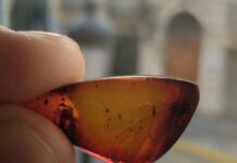 EXPLORANDO EL PASADO Investigador de la UNNE y CONICET se capacita para profundizar el estudio de insectos fósiles preservados en ámbar