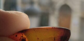 EXPLORANDO EL PASADO Investigador de la UNNE y CONICET se capacita para profundizar el estudio de insectos fósiles preservados en ámbar