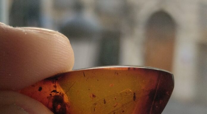 EXPLORANDO EL PASADO Investigador de la UNNE y CONICET se capacita para profundizar el estudio de insectos fósiles preservados en ámbar