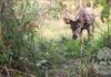 Primer registro de la especie invasora ciervo axis en la reserva Santa Catalina