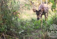 Primer registro de la especie invasora ciervo axis en la reserva Santa Catalina