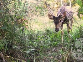 Publican el primer registro de la especie invasora ciervo axis en la reserva Santa Catalina