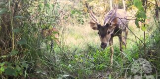 Primer registro de la especie invasora ciervo axis en la reserva Santa Catalina