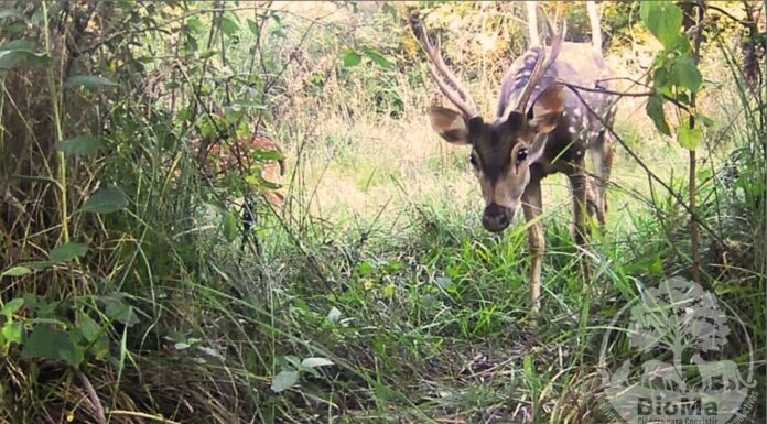 CIUDAD DE CORRIENTES Publican el primer registro de la especie invasora ciervo axis en la reserva Santa Catalina